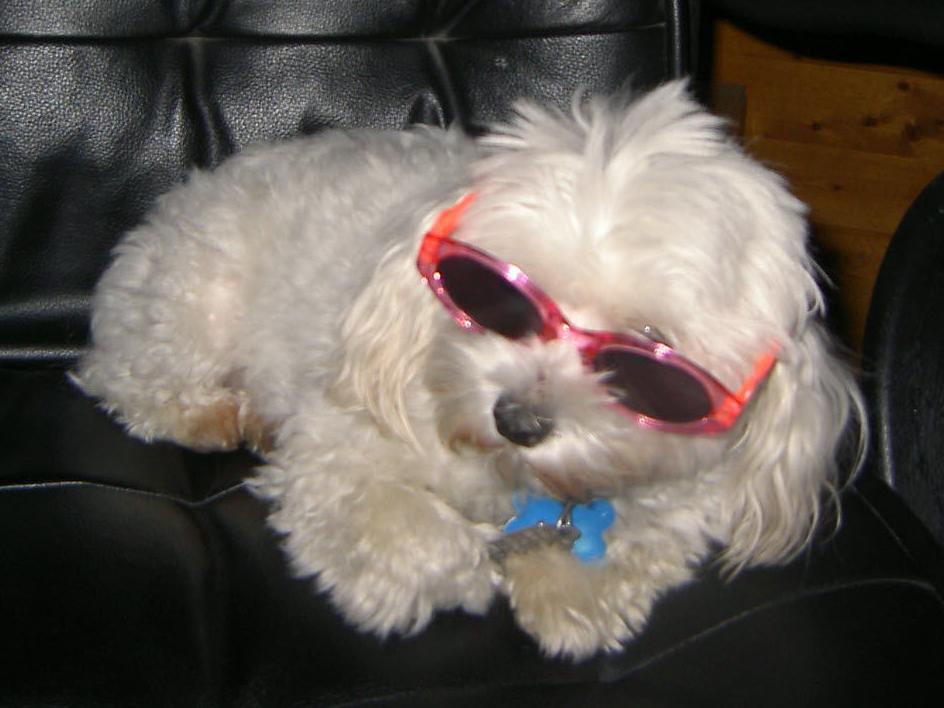 0201 Pet Parade 2